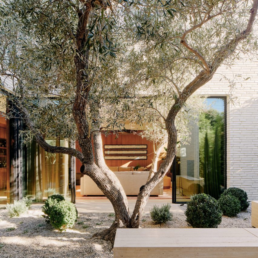 Olive tree in courtyard of Twentieth house by Woods and Dangaran