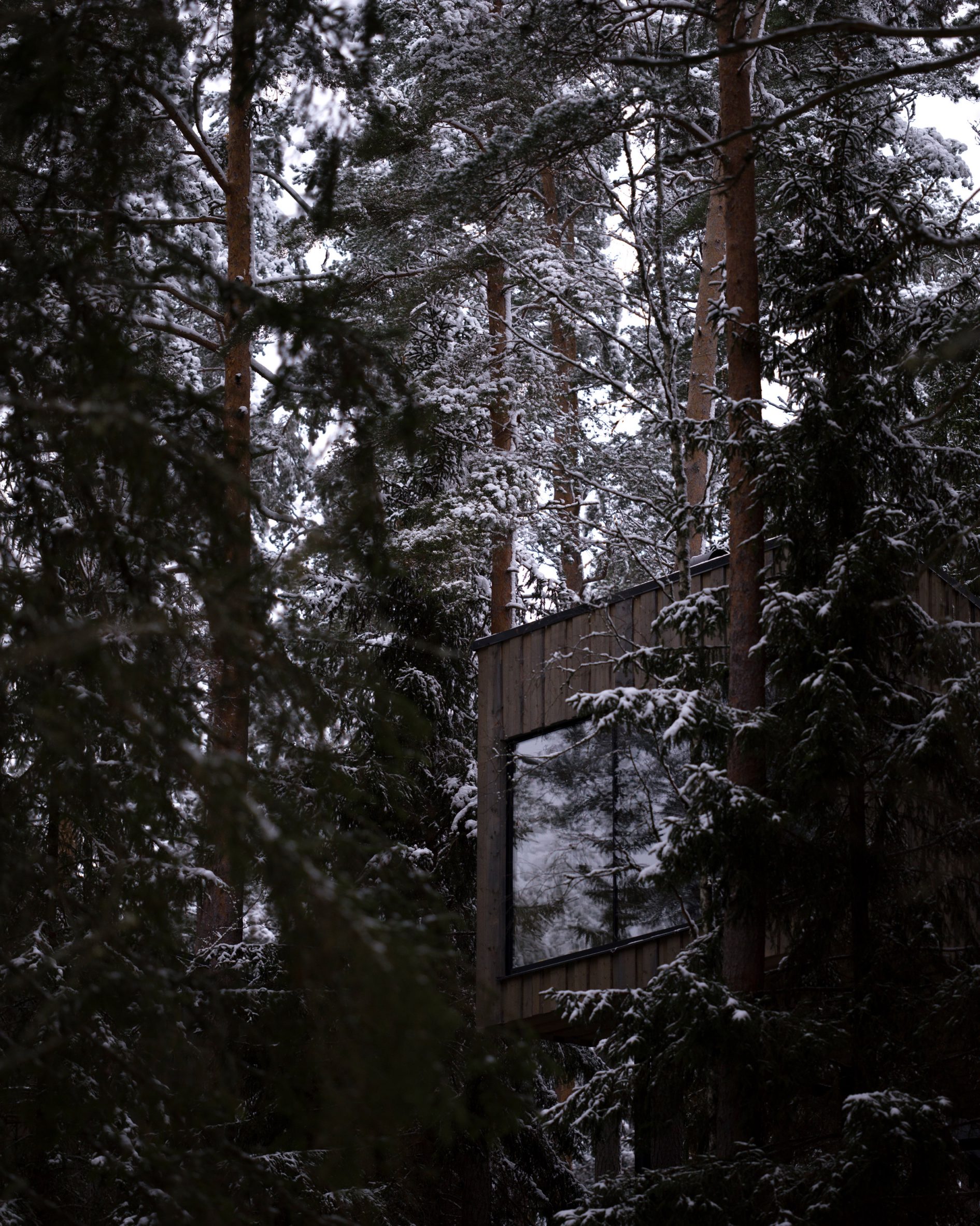 Glimpse of Trakt Forest Hotel suite through trees