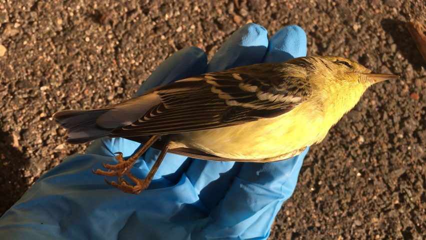 Bird that has collided with a window