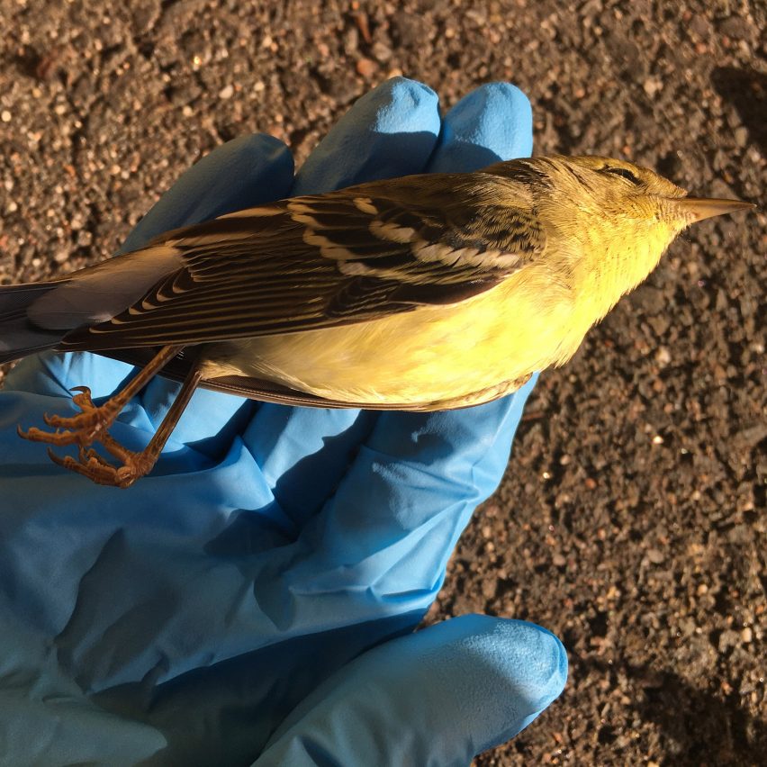 Glass Facades Are The Main Culprit For Billions Of Annual Bird Deaths