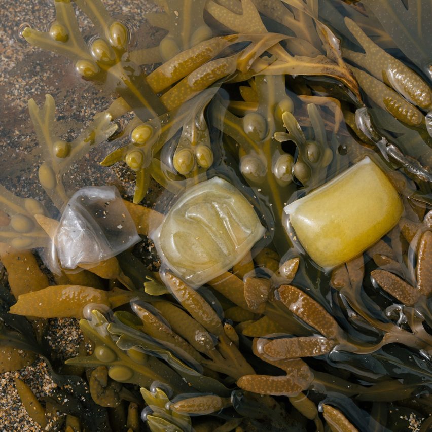 Notpla seatweed packaging on top of seaweed from 2022 Earthshot Prize winners