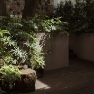 Plants, Casa Tres Árboles in Valle de Bravo by Direccion