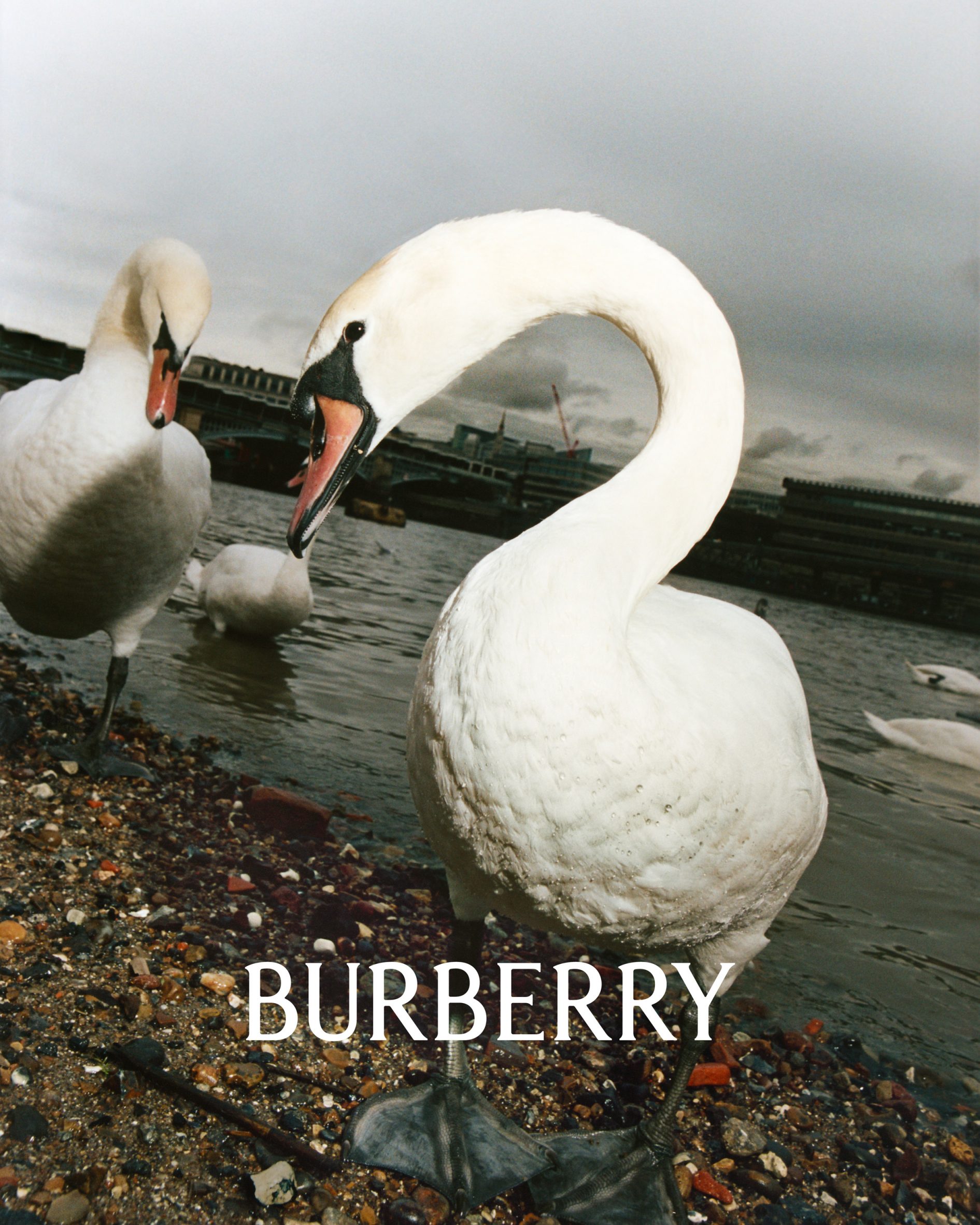 Photo of a swan with the burberry logo