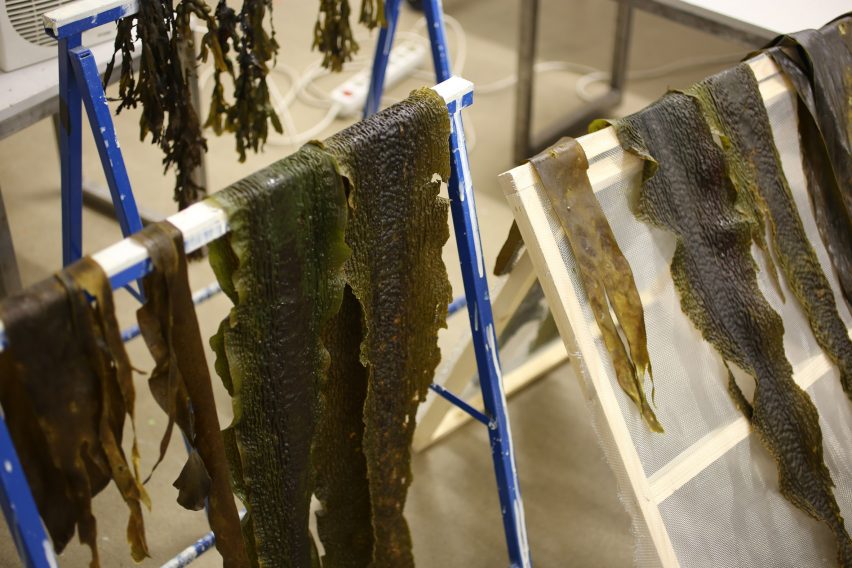 Photo of seaweed drying on racks