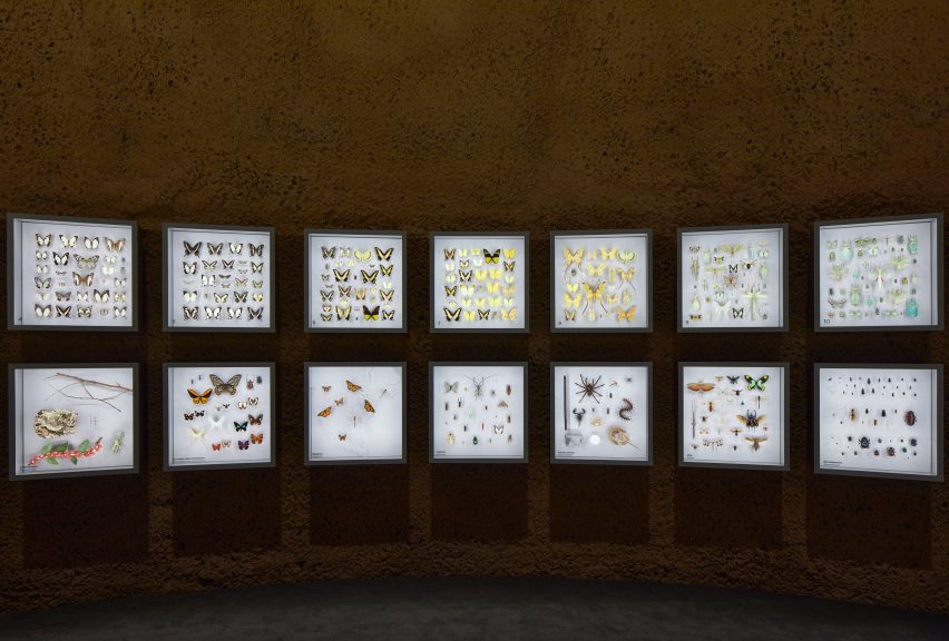 Preserved specimens in illuminated boxes at Montreal Insectarium