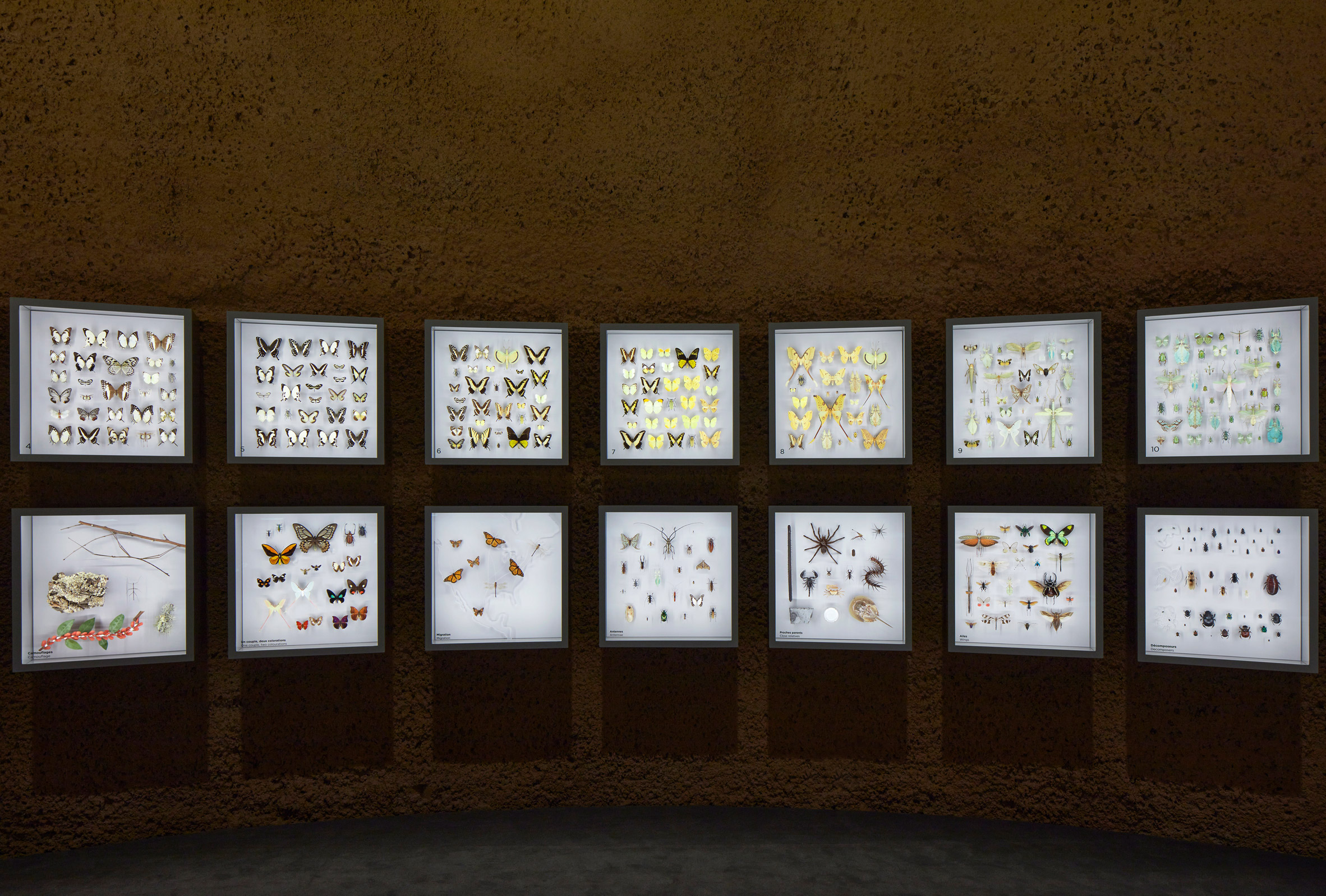 Preserved specimens in illuminated boxes at Montreal Insectarium