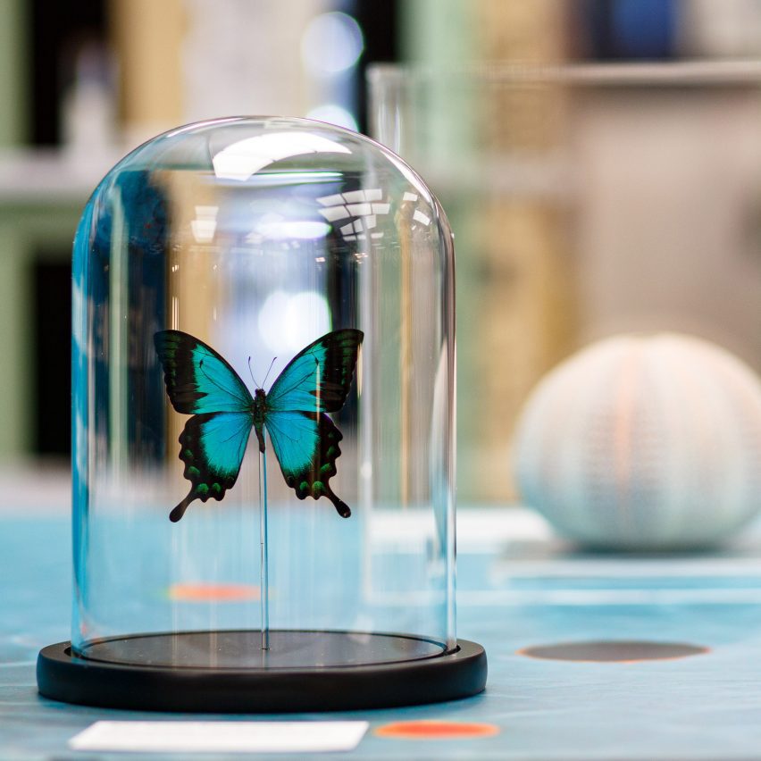 Butterfly in a bell jar