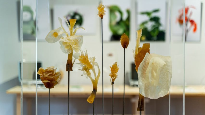 Photos of flowers in the Plant Fever exhibition