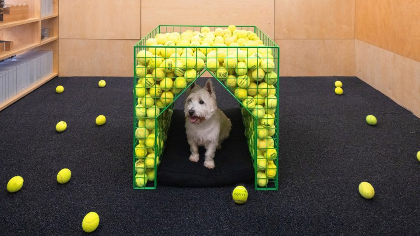 Westie using a dog kennel filled with tennis balls