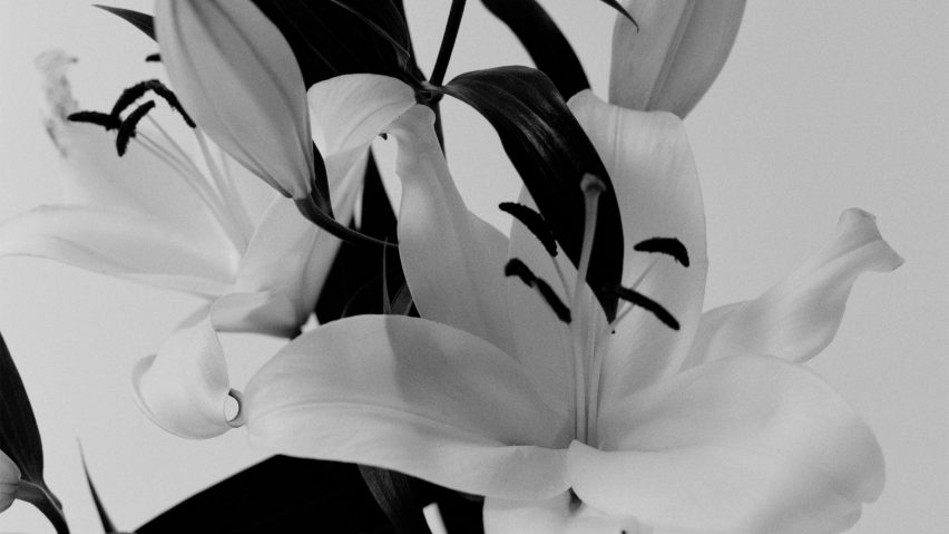 Black and white photo of lilies