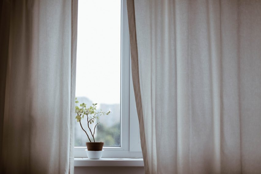 Photo of a plant by a window