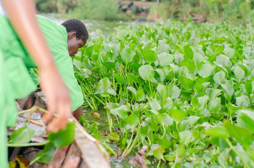 Invasive water hyacinths on Lake Victoria