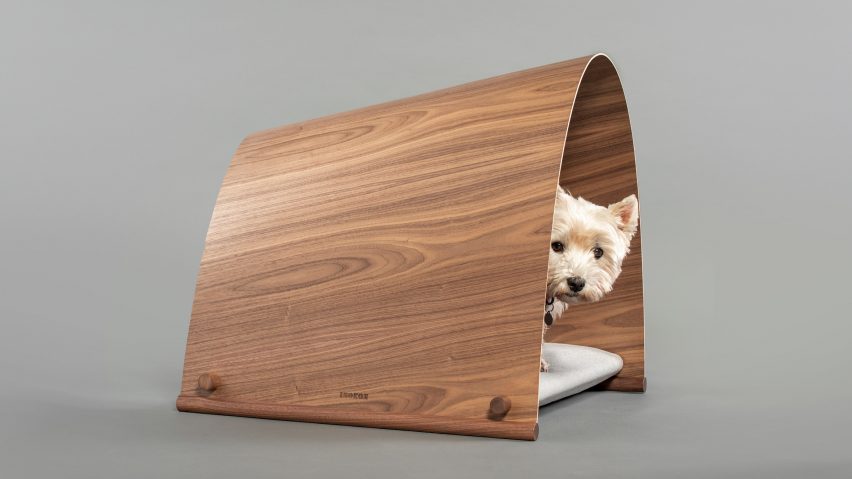 White dog in plywood kennel on grey backdrop