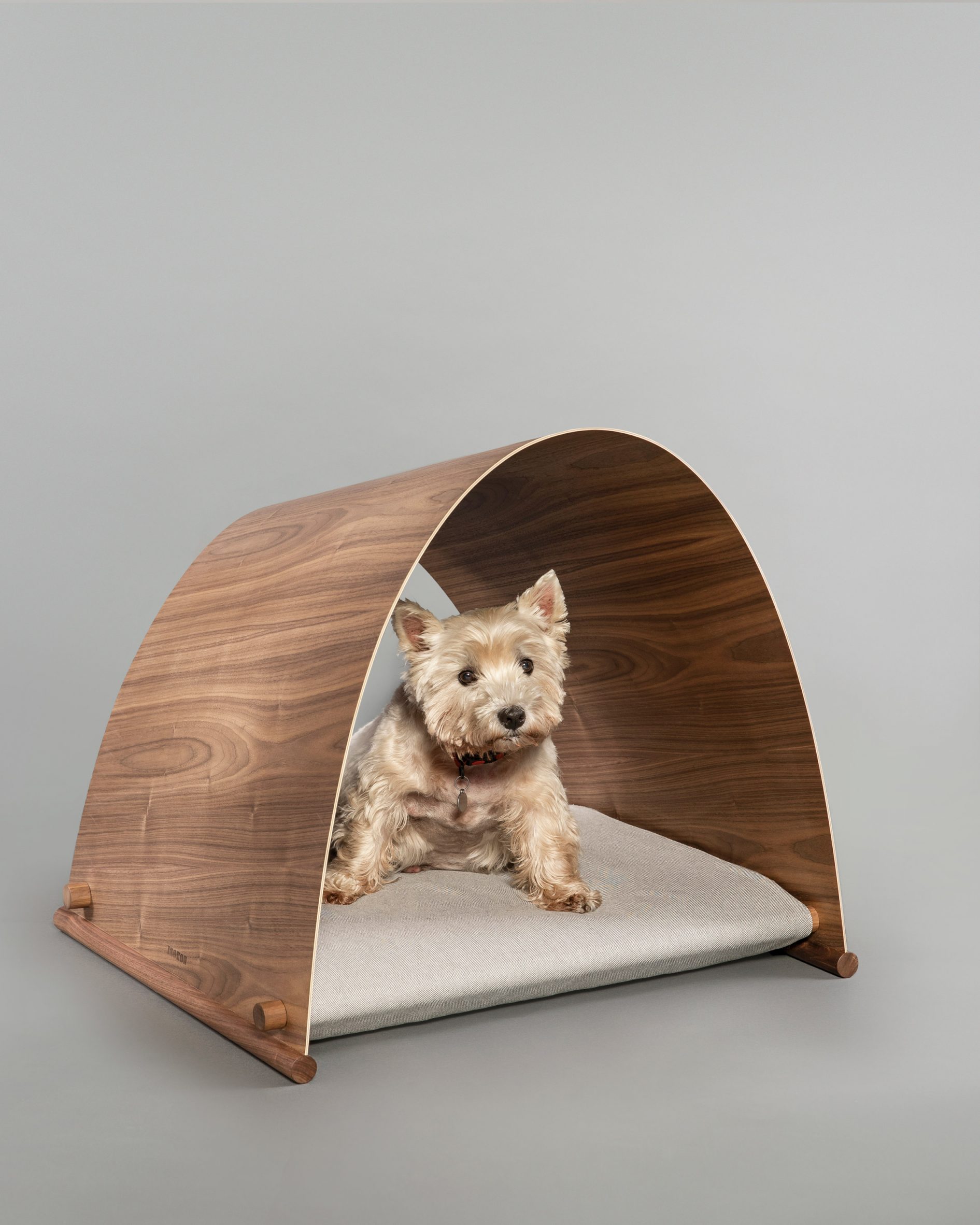 White dog in plywood kennel on grey backdrop