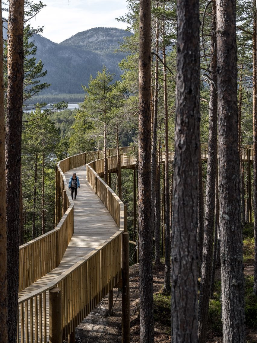 مسیر پیاده روی از طریق جنگل کاج