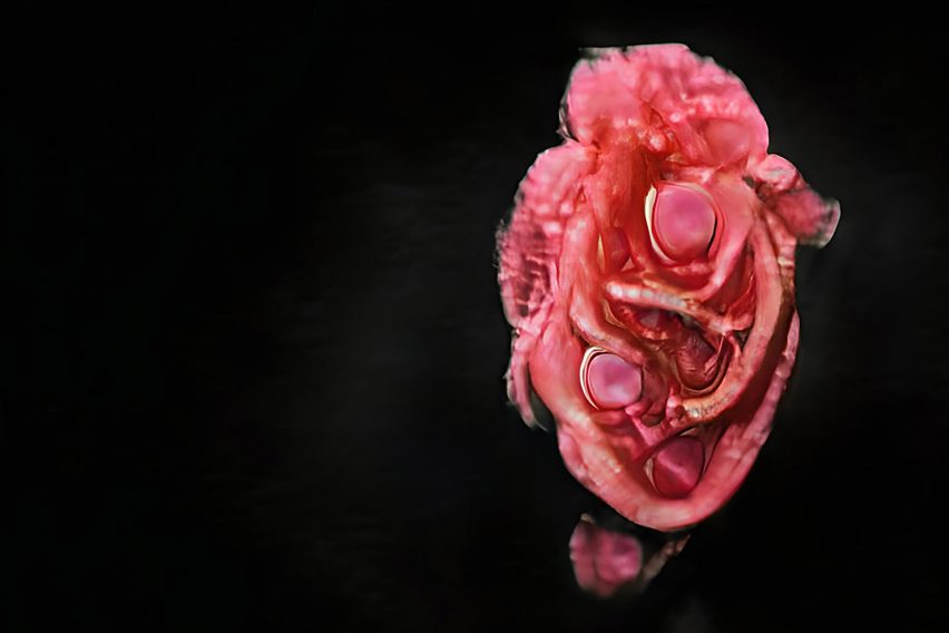 A floral-like pink sculpture on a black background