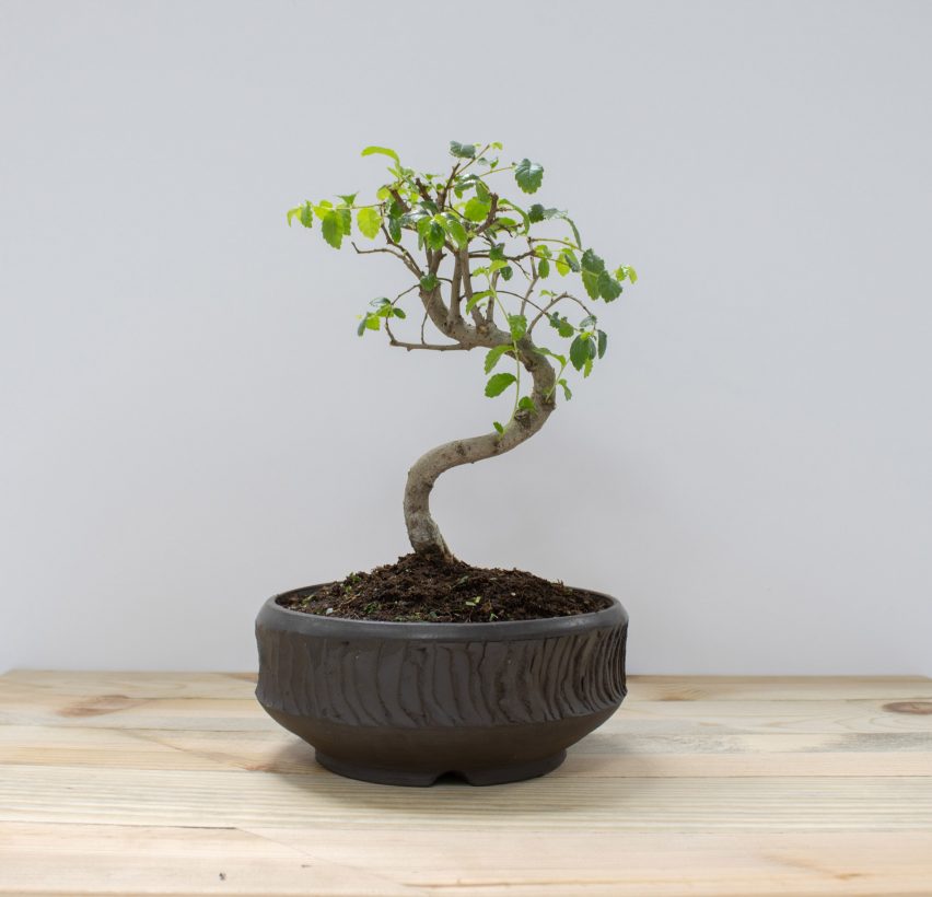 Bonsai tree in a black clay pot by a New Designers winner