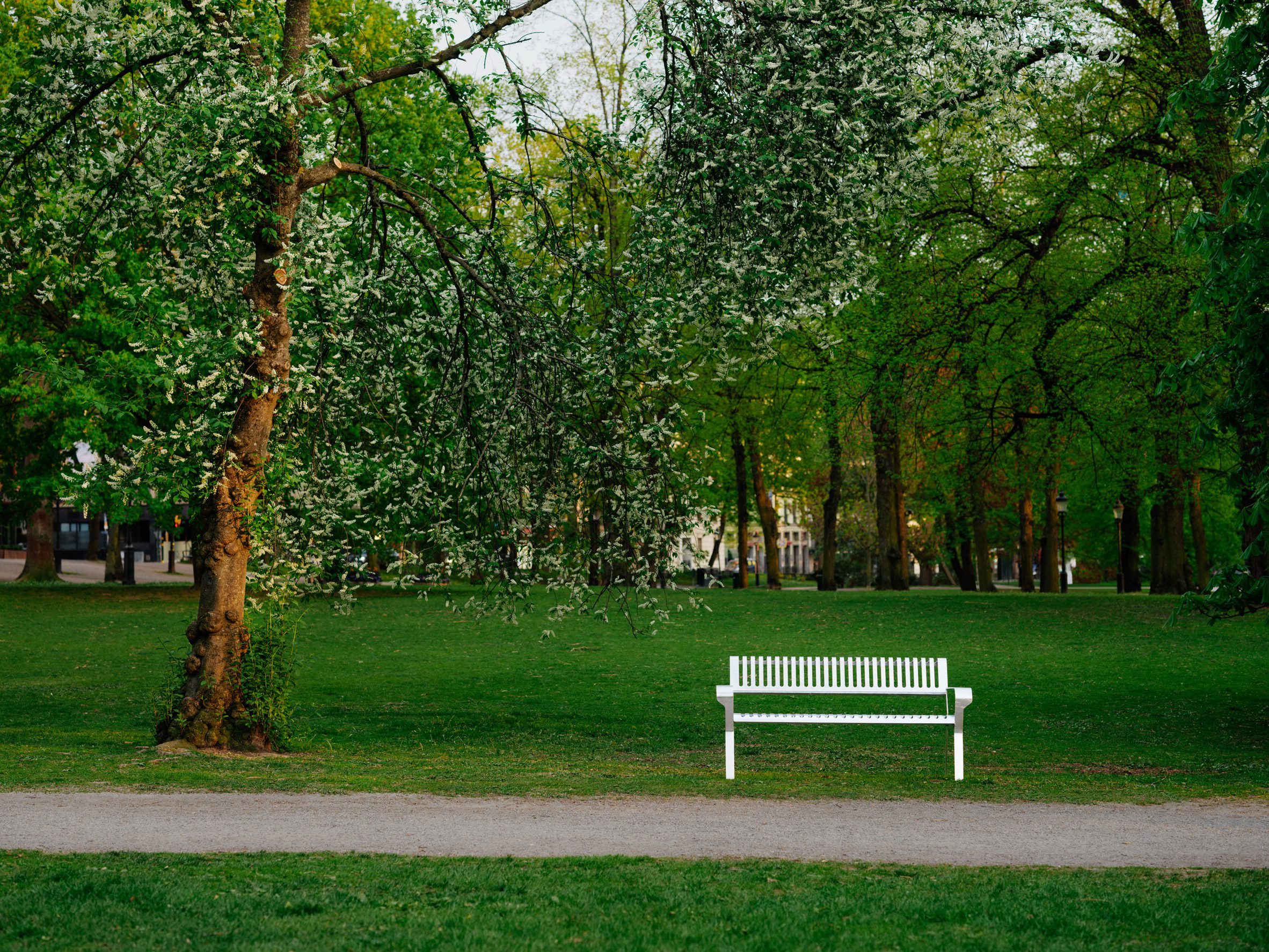 Photo of the Tellus steel bench in a lush, green public park