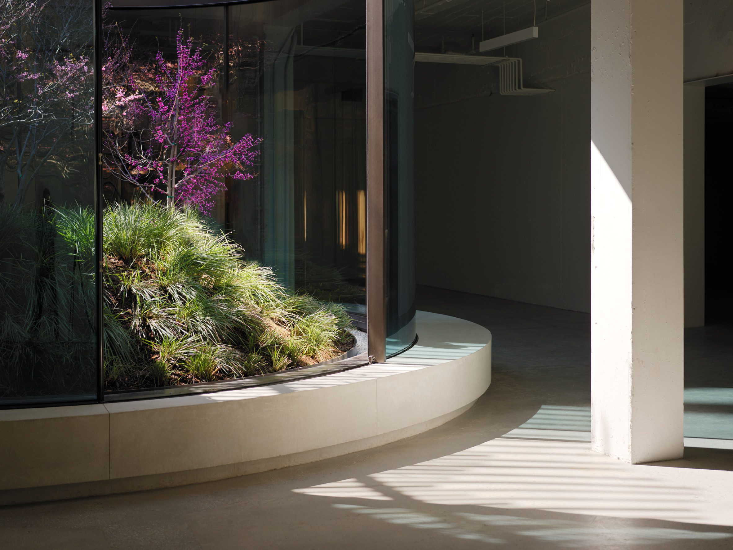 A light well with a sunken garden of trees and grasses