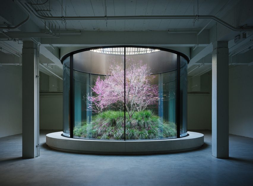 Trees and plants enclosed in a glass cylinder in a vault