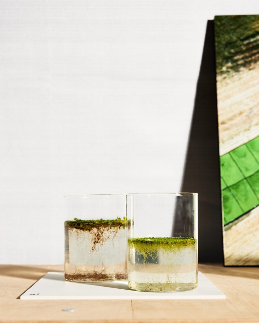 Водные растения в стаканах