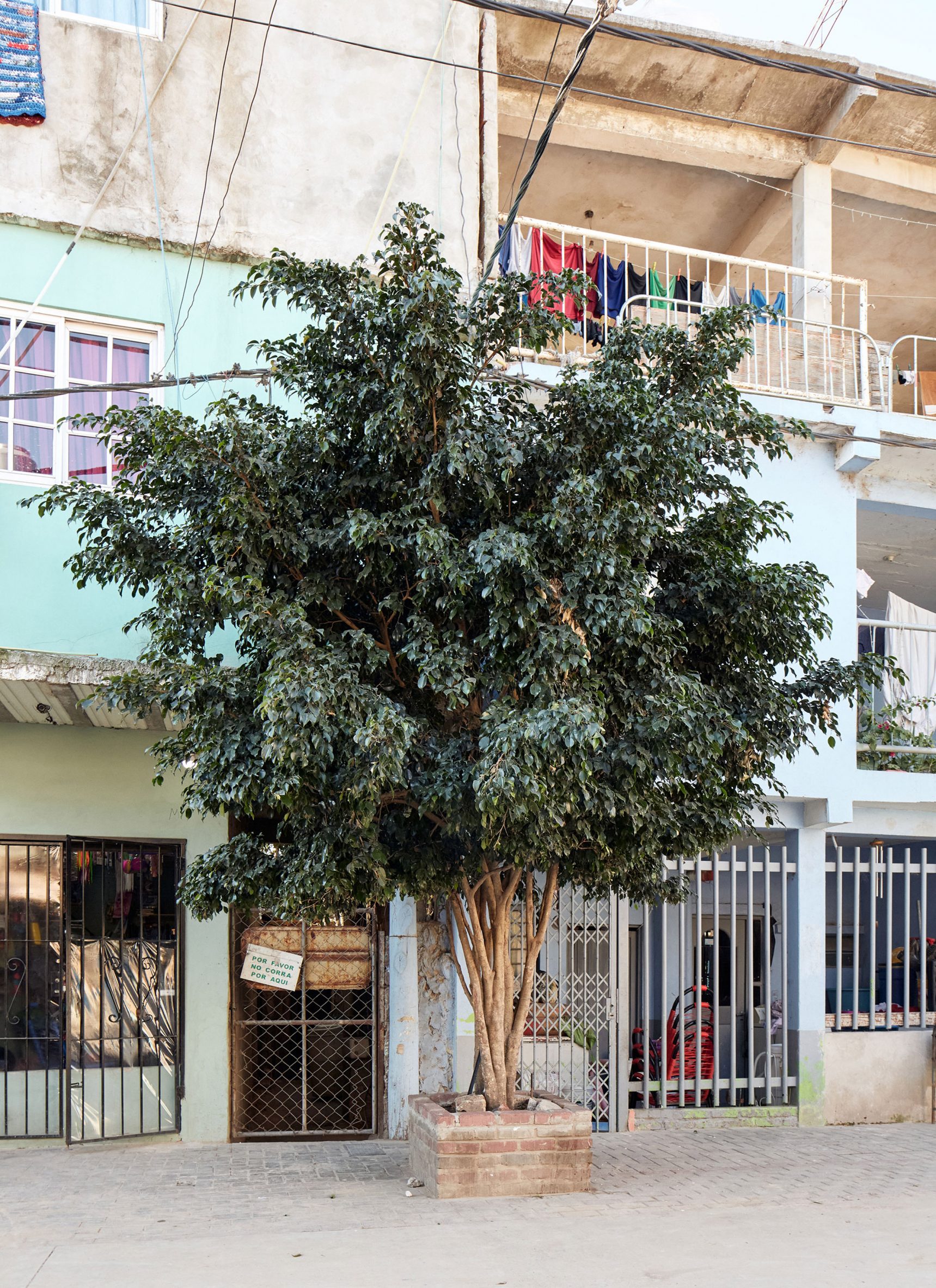 Tree in Villa 31