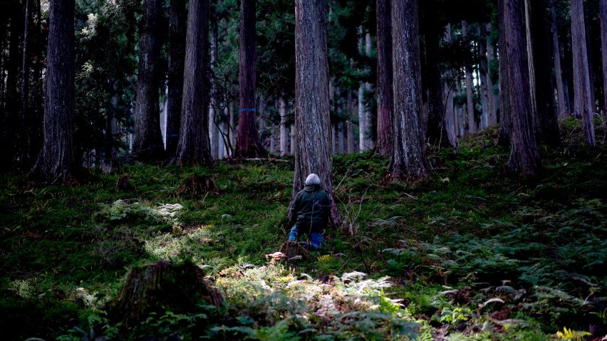 Photo of a person in a forest