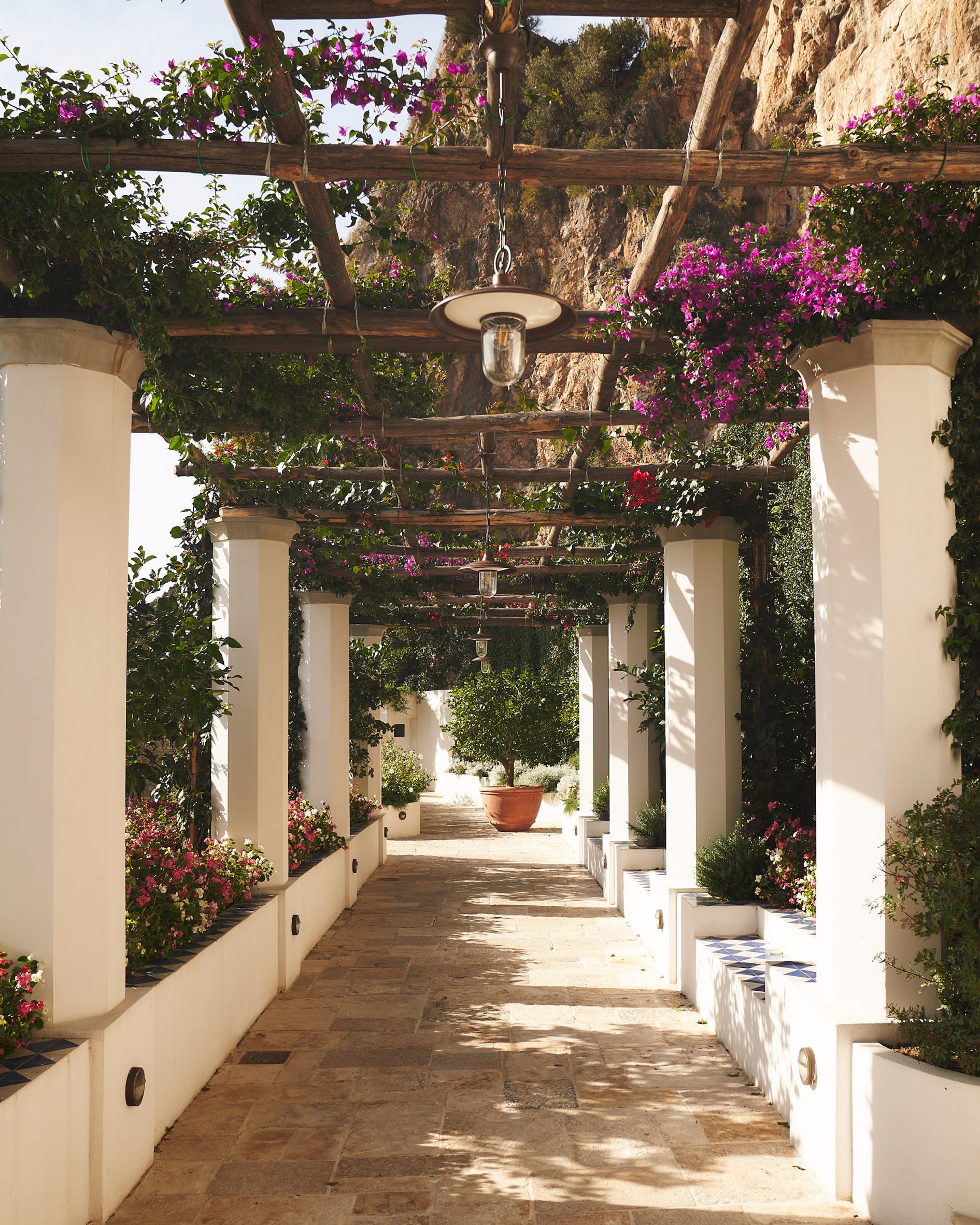 Pathway covered with a pergola and pink flowers