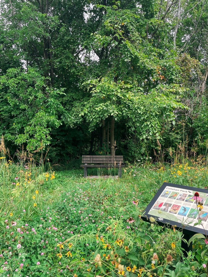 Garden in abandoned property in Detroit