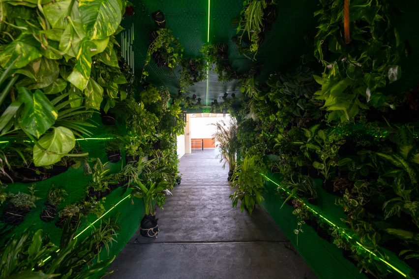 A hallway covered in plants