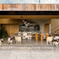 Sheep in a kitchen
