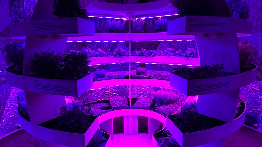 Space10's vertical farm in ultraviolet light