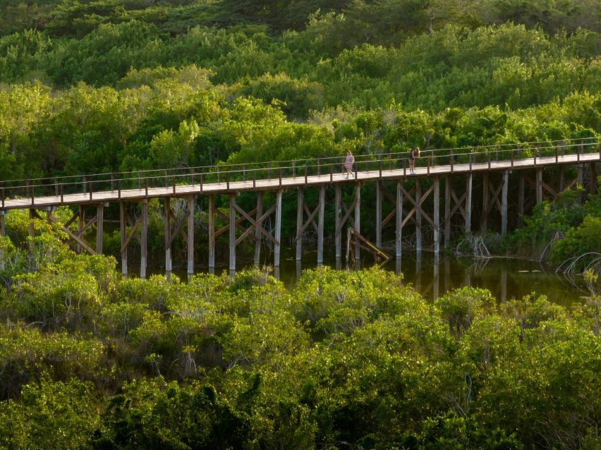 boardwalk through mangrove cluster