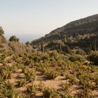 Planted hillside on a Greek island overlooking the sea