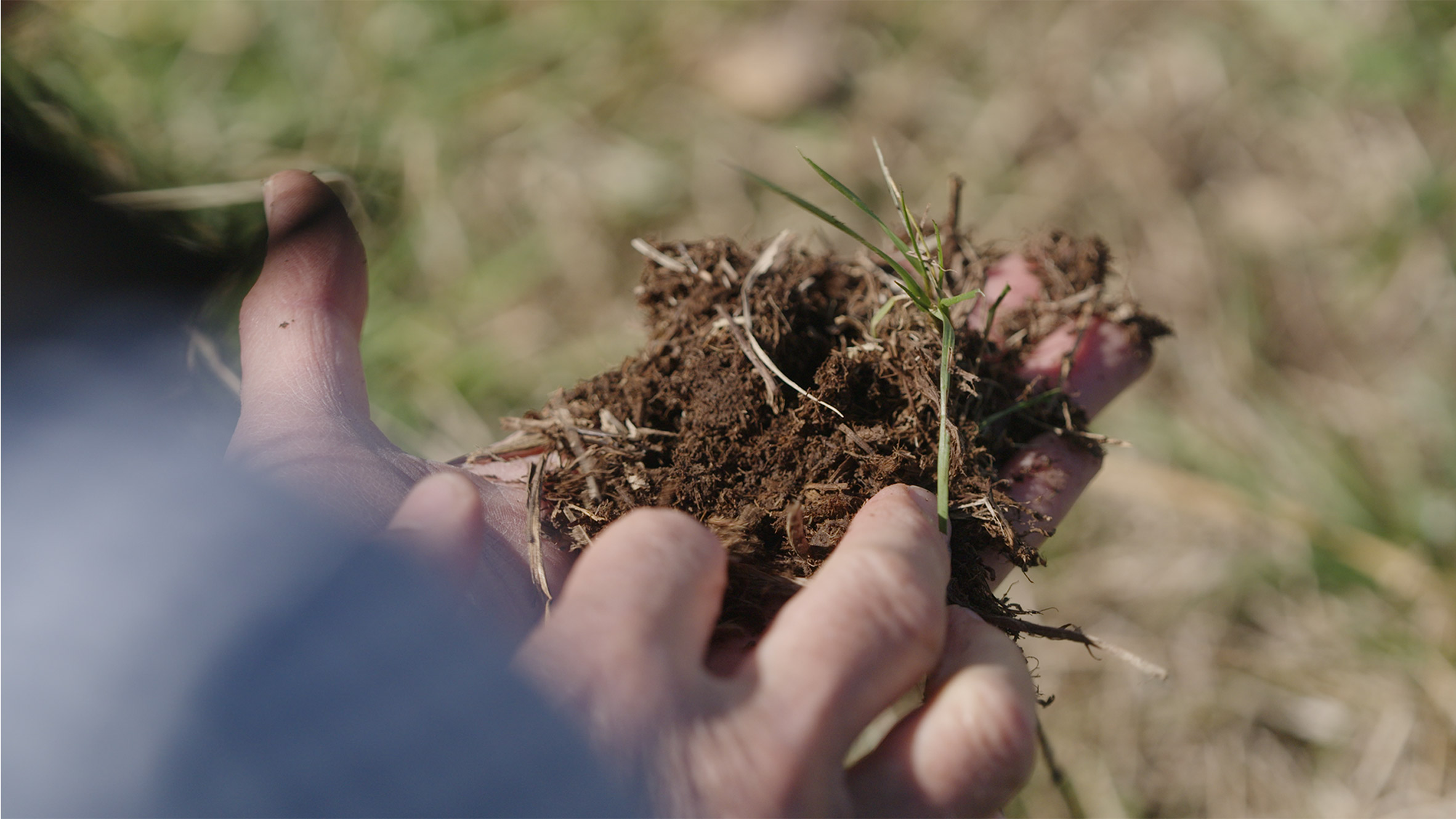 Person holding soil in hand