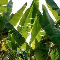 Abaca banana plant