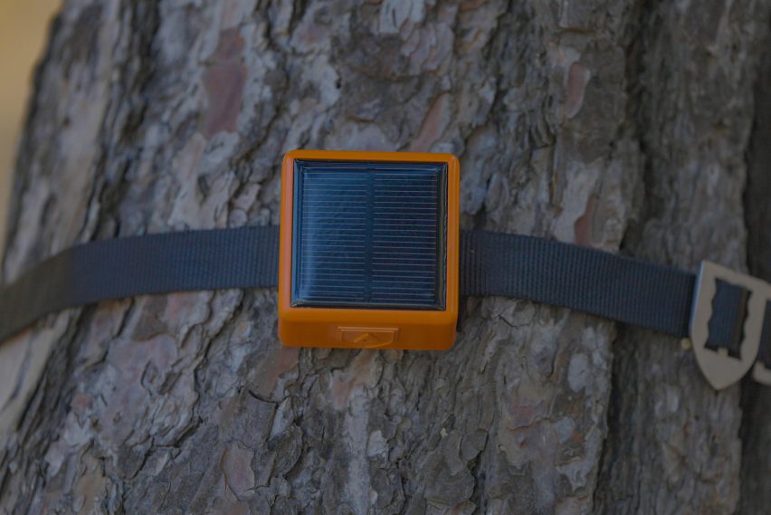 Photo of a ForestGuard sensor device strapped to a tree