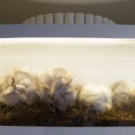 Fungi installation argentina