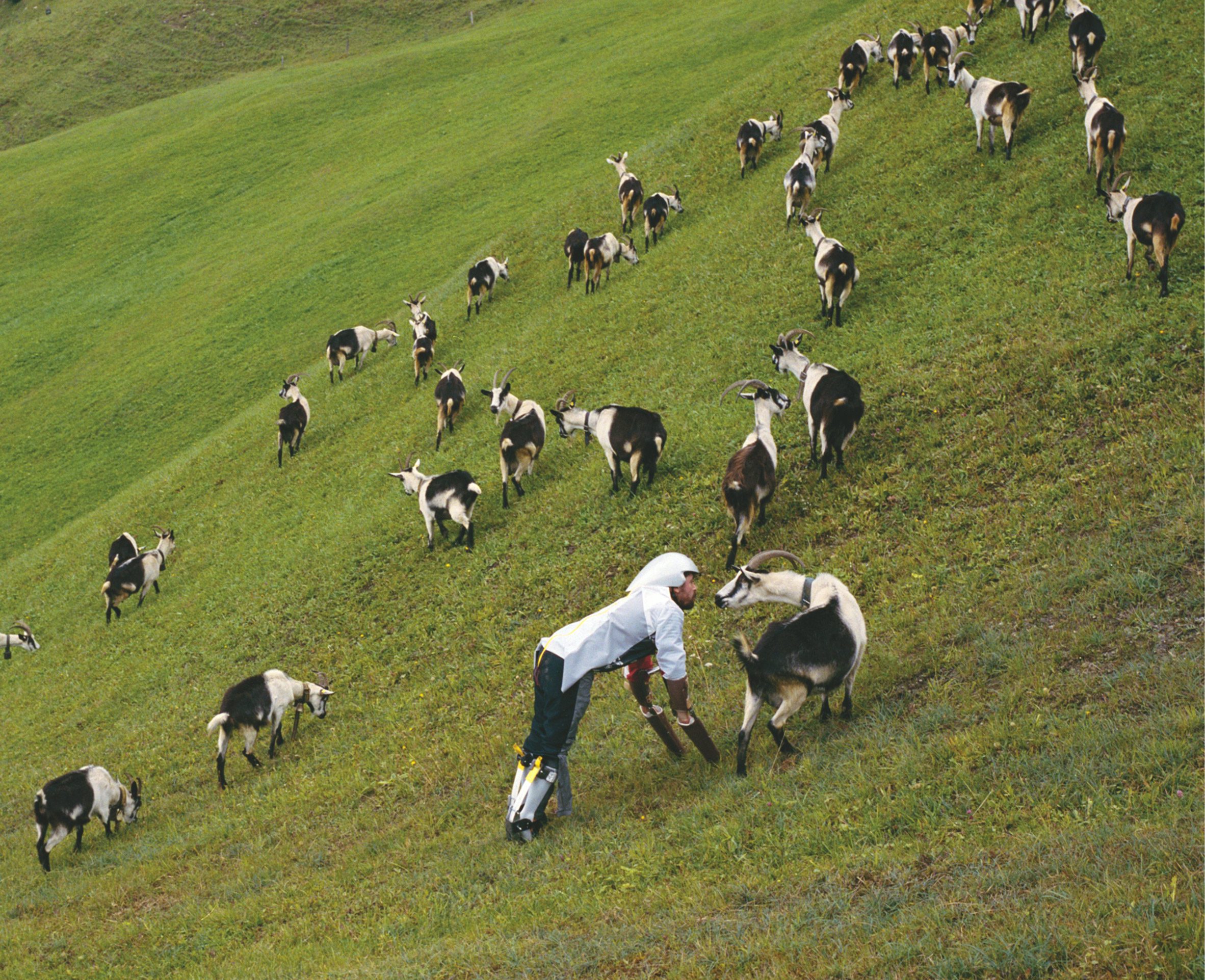 Photo of Thomas Thwaites wearing a contraption that enables him to walk on four legs in a goat-like stance as part of his GoatMan project. He stands within a flock of goats on a steep hill and is appearing to converse with one of them