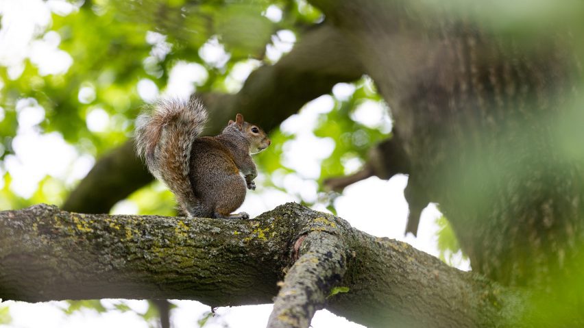 A photo of a squirrel in Hyde Park outside of Tomas Saraceno's exhibition at the Serpentine gallery