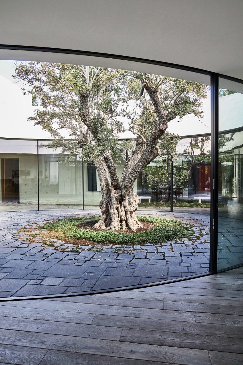 Oval-shaped glass courtyard with an ancient olive tree at the centre