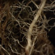Magnified mycelium roots