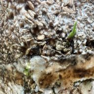 A green sprout poking out from mycelium pod