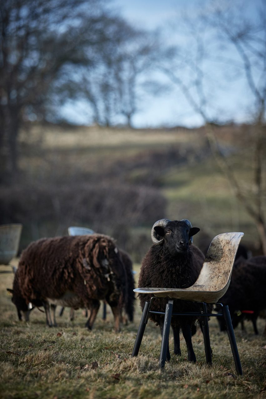 Black sheep standing next to a chair