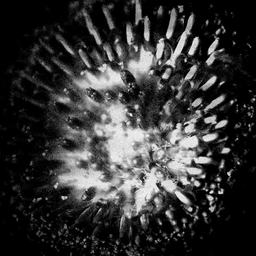 Black and white photograph of the centre of a flower
