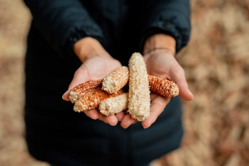 Photo of a person, close-up on their hands, holding a small pile of bare corn cobs, their kernels removed