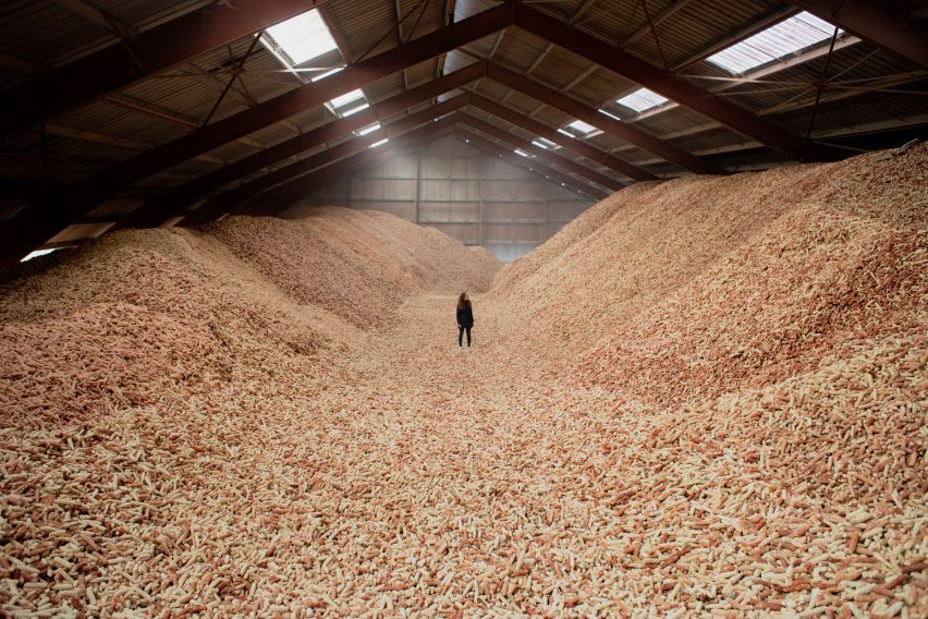 Photo of a person at a distance standing in a huge warehouse of bare corn cobs piled high into hills