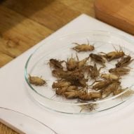 crickets in a petri dish