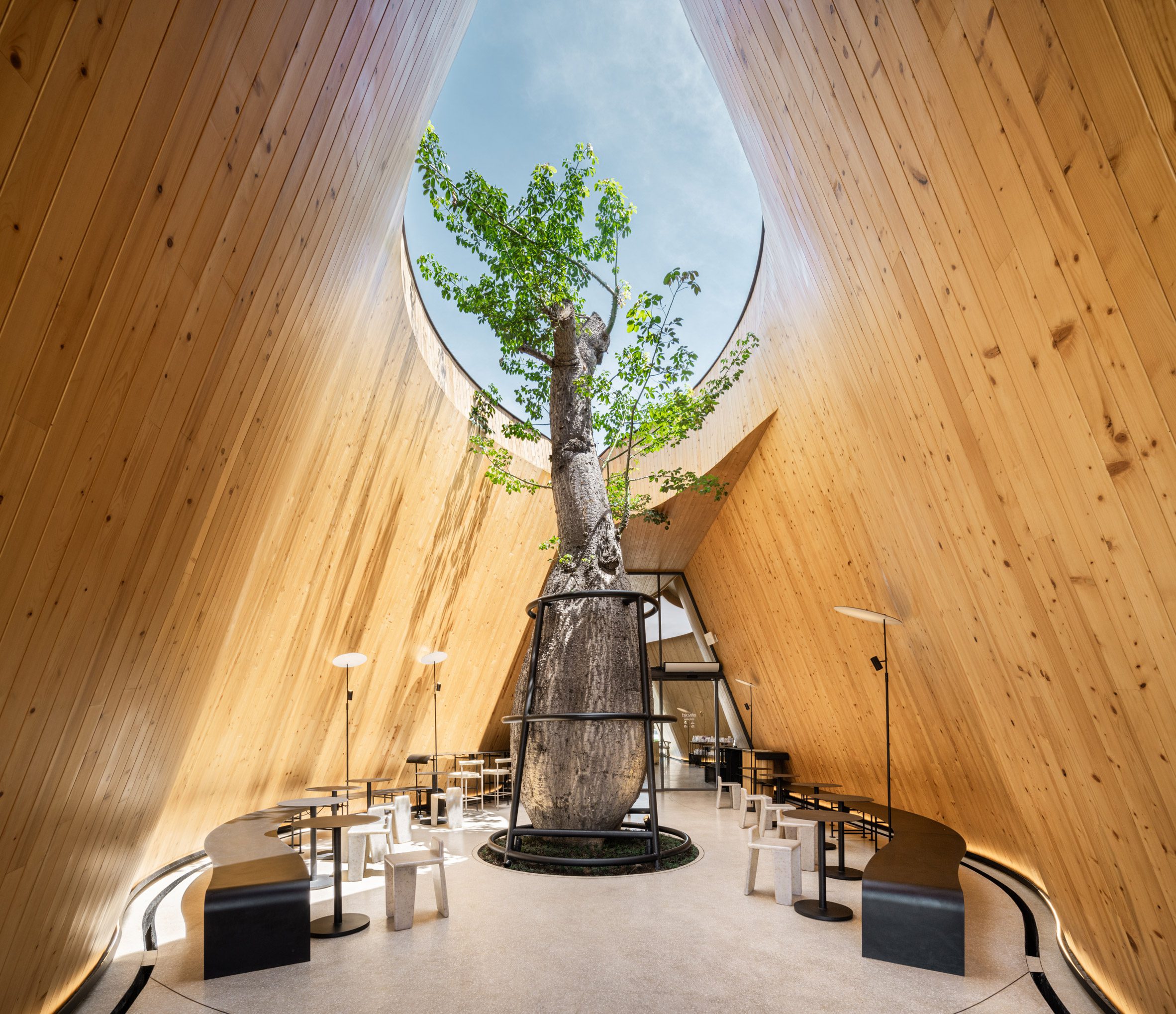 baoab tree inside a cafe 