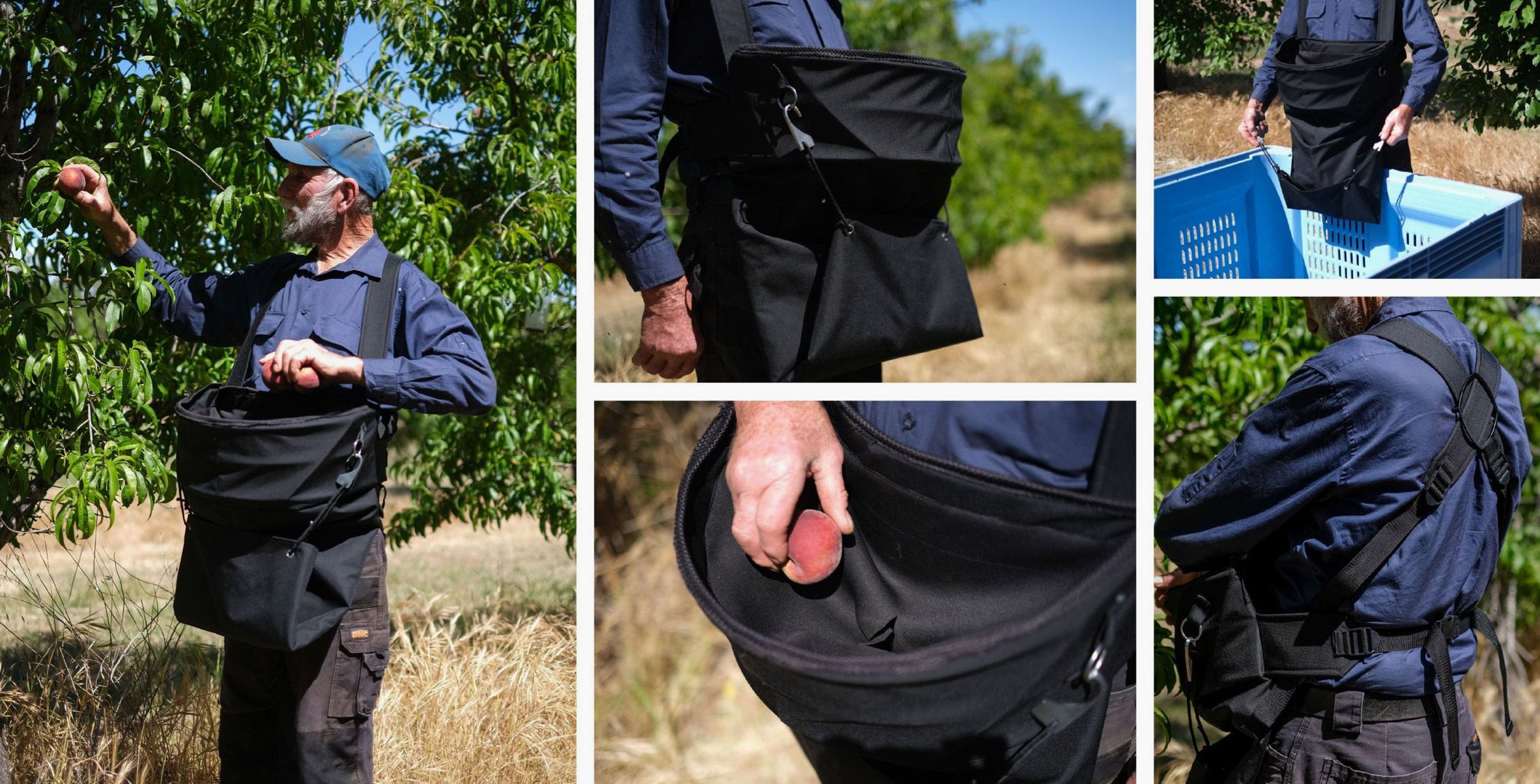 Collage of images showing someone picking fruit while wearing a large black bag